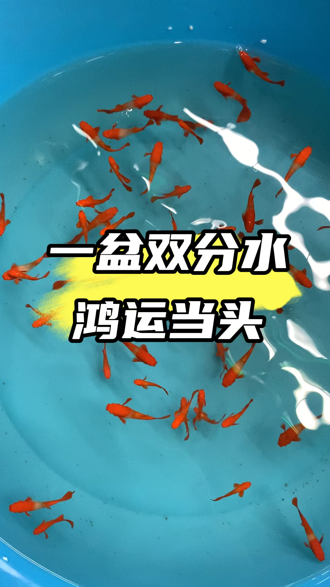 一盆双分水是什么感觉 #观赏鱼 #养鱼日记 #孔雀鱼 #水族 #养鱼人