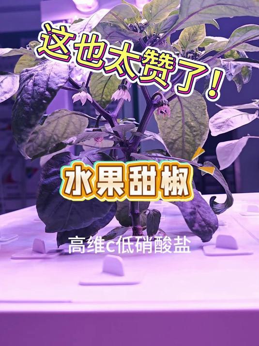 AI种菜?探秘24小时无人化水培工厂,颠覆你的认知!