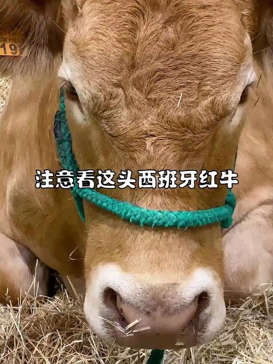 给西班牙人做了一道四川名菜-夫妻肺片，老外到底敢不敢下嘴呢？