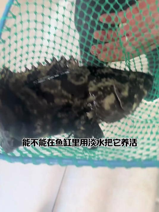 龙胆石斑淡化失败！全新大海鲈继续接受挑战！