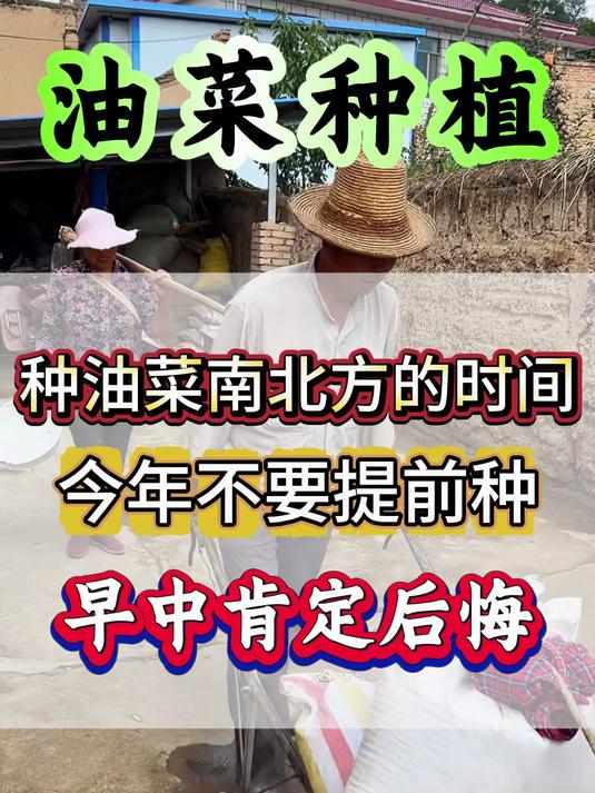 油菜播种时间,以及注意事项。油菜 油菜种植 油菜高产 油菜施肥