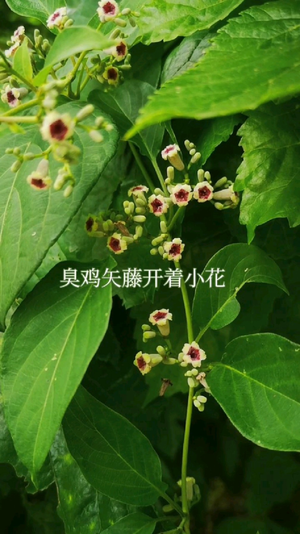 灌木丛中,臭鸡矢藤开着小花,嫩叶可食,还是味良药