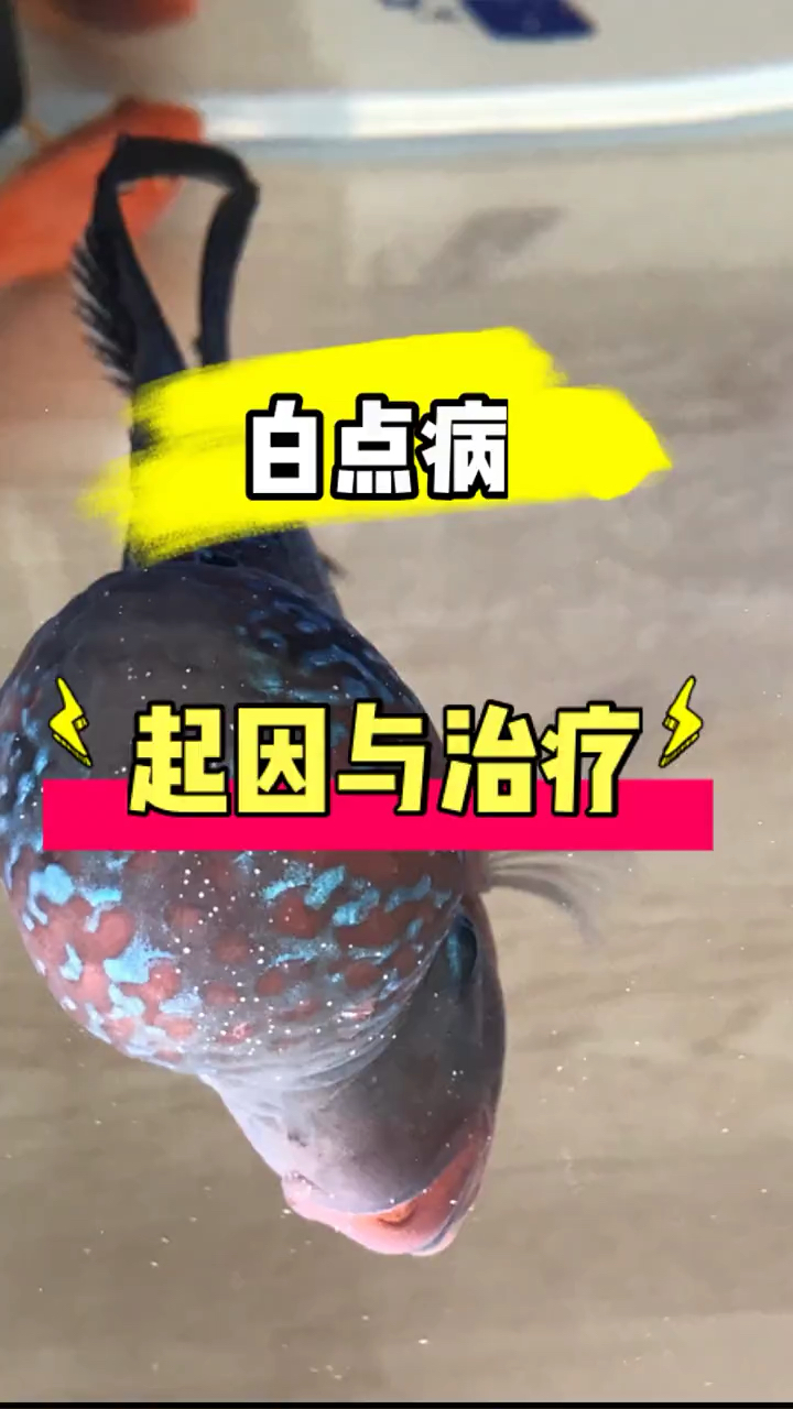 白点病的起因与治疗