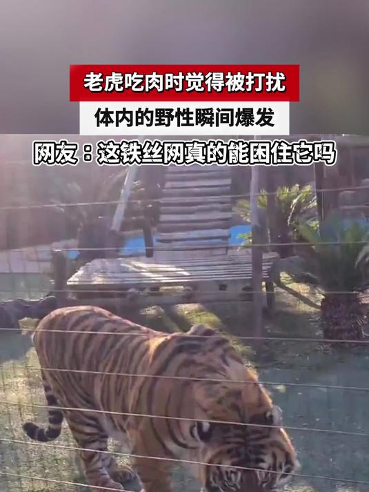 老虎吃肉时觉得被打扰,体内的兽性瞬间爆发