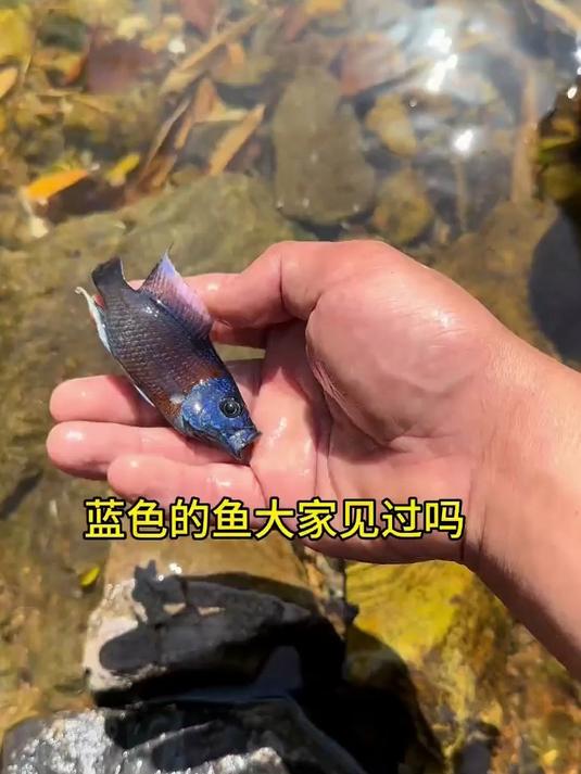 今天在小溪边逮到一个蓝色妖姬鱼,大家有见过这种鱼吗