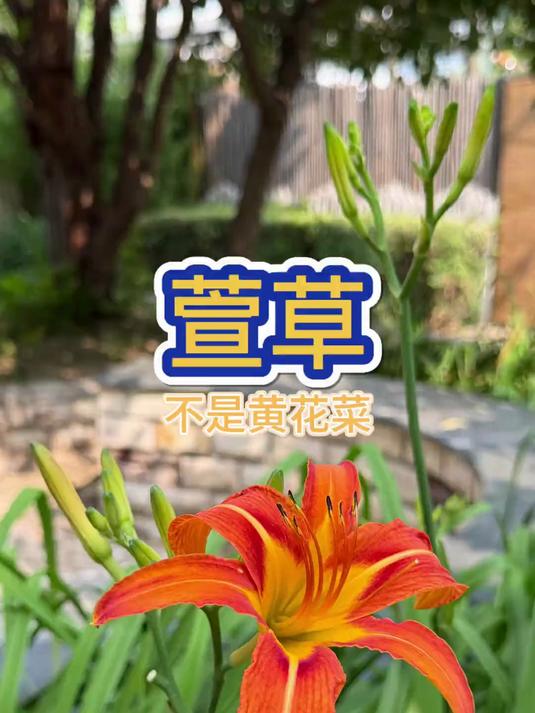 萱草，能不能吃 长得超级像黄花菜，但是吃起来还是有风险