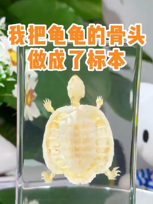 心爱的乌龟 去世了，主人把它寄来制作成骨骼标本