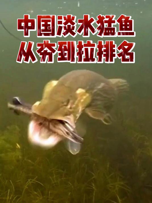 中国淡水猛鱼从夯到拉排名