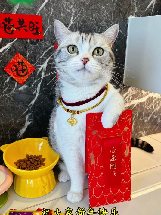 芙芙解锁 “飞机座驾”！小猫咪首乘飞机超乖巧，龙年龘龘送祝福