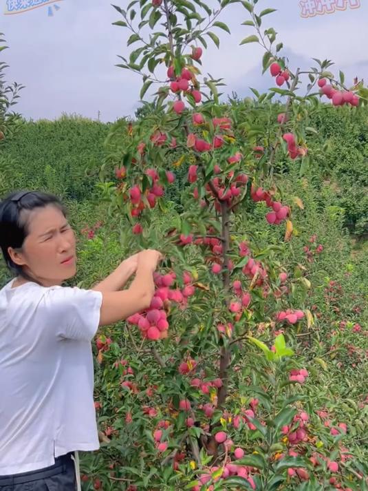 东北老铁在藏什么啊!这么好吃的鸡心果居然不告诉我