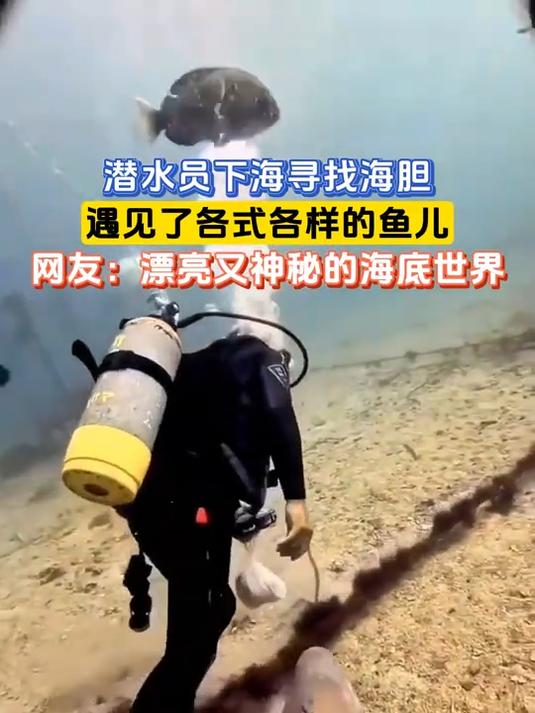 潜水员下海寻找海胆,遇见了各式各样的鱼儿