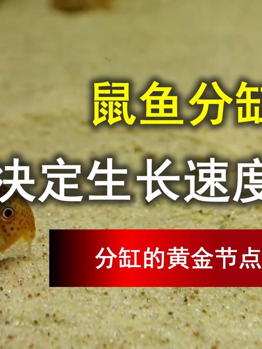 鼠鱼分缸的黄金节点:水体大小决定生长速度!