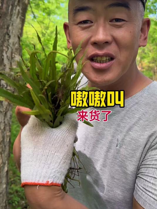 肾精茶,不是茶,是天然草本养身方