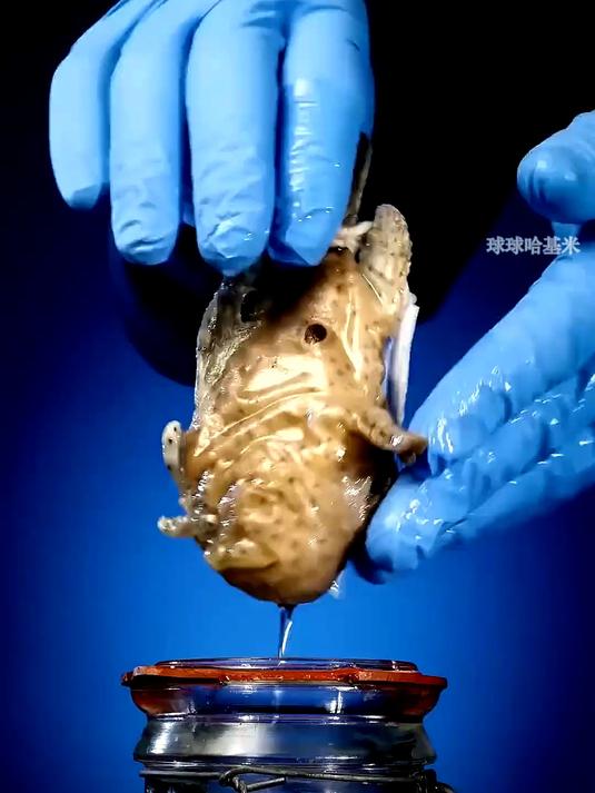 鮟鱇鱼独特的繁殖习性