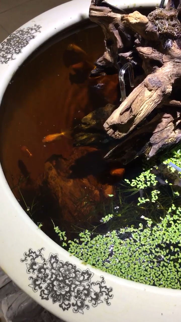 陶瓷缸养金鱼,水泡,兰寿,蝶尾,喜欢这种风格