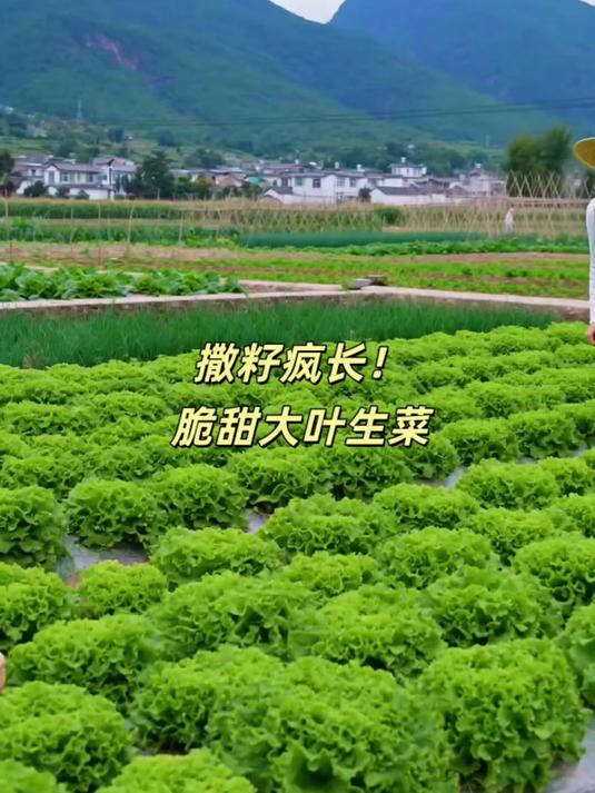 退休种菜神器大叶速生生菜种子！四季播种，生吃脆甜，阳台盆栽超好种