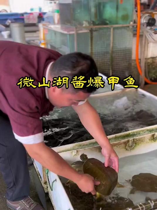 老家的麦酱,回味悠长,做微山湖酱爆甲鱼,这味道香极了