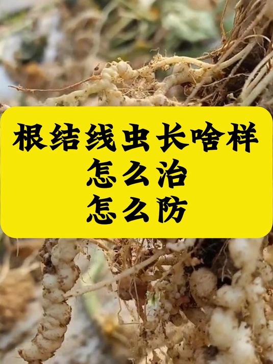 根结线虫长啥样怎么治怎么防