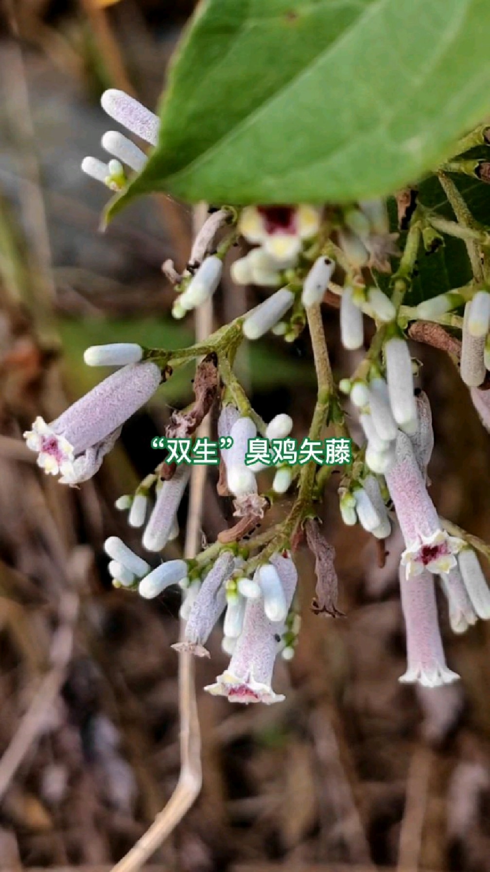开着一样的花,长着相似的叶,臭鸡屎藤,还有“双生”