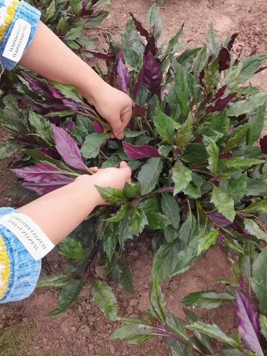 红凤菜又叫血皮菜,在四川用它来爆炒猪肝,是一道独特的风味。#植物科普#