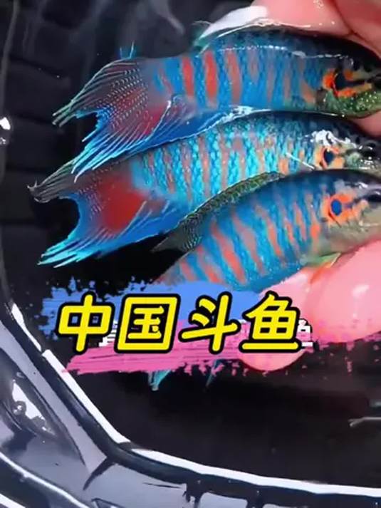 新手养鱼别错过!中国斗鱼,不打氧不过滤也能养