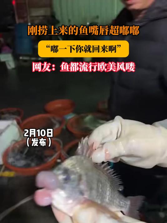 刚捞上来的鱼嘴唇超嘟嘟,“嘟一下你就回来啊”,网友:鱼都流行欧美风喽#马上就出发#