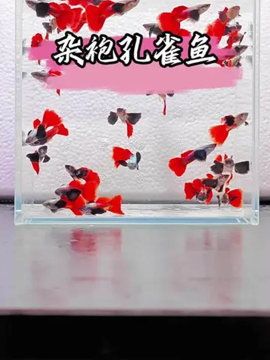 杂袍孔雀鱼好看又好养 母鱼能生 繁殖超简单