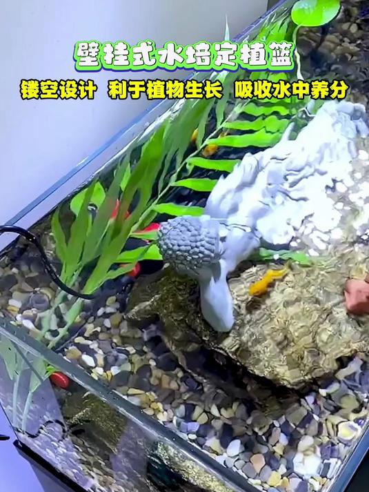 我敢说,鱼缸你放三个过滤器,都不如放上这个小东西管用