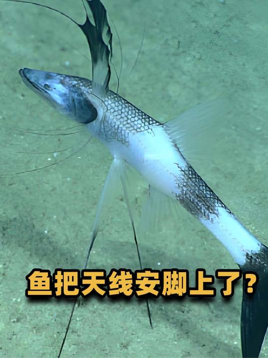 深海惊现“3只脚”怪鱼!腿长1米,伪装踩高跷,跑路却飞快
