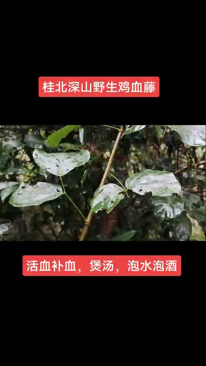 广西百年野生鸡血藤,泡酒,煲汤,泡水喝,帅哥美女的最爱