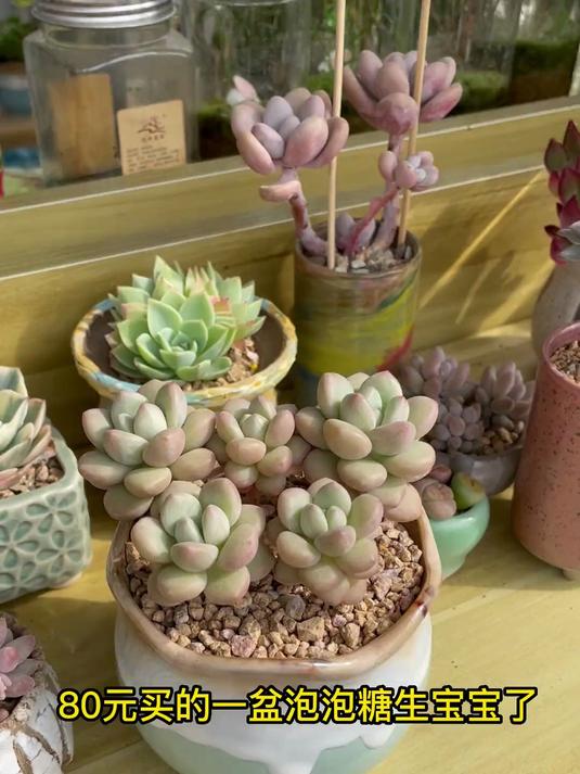 泡泡糖肉肉生宝宝啦