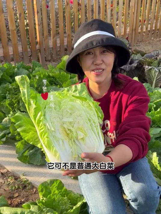 耐热耐寒的快菜,让你四季都有菜吃!