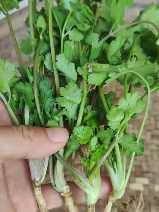 一直当野菜挖着吃,谁知竟是正经中草药,功效还这么多