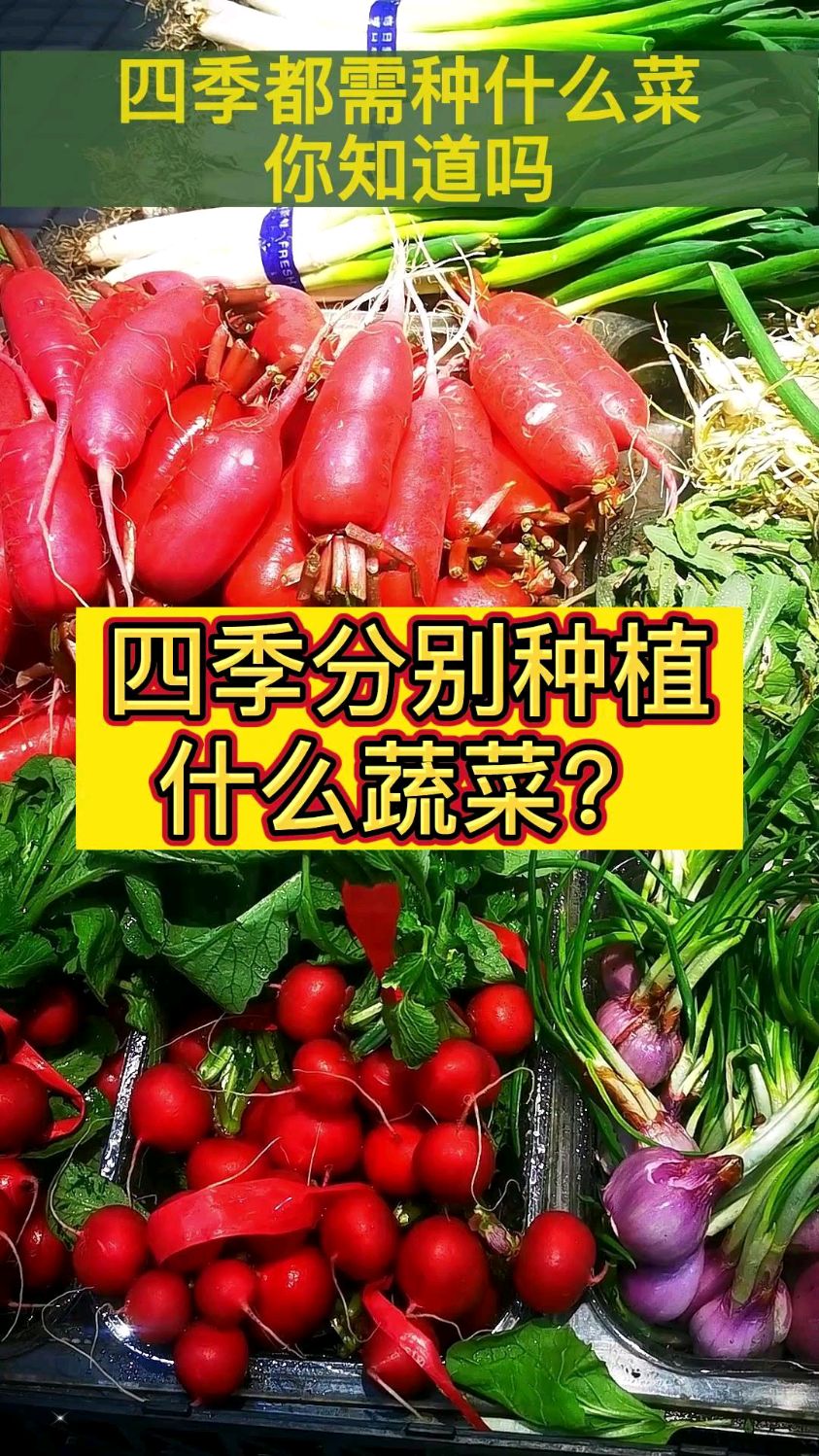四季需要种什么蔬菜呢?蔬菜种植时间表#蔬菜种植 #种植小技巧 #农业种植小知识
