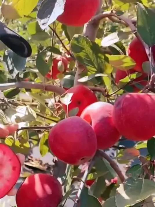 优质红肉苹果树苗,源自专业苗木基地,咋选才对