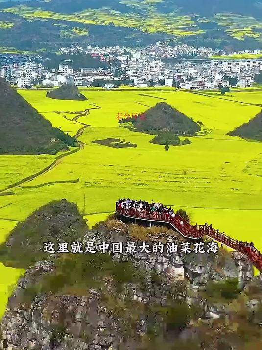 中国最大的油菜花海，云南曲靖罗平油菜花