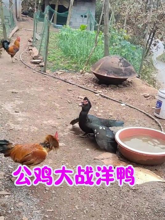 大公鸡:惹到这只洋鸭,我算是踢到钢板了