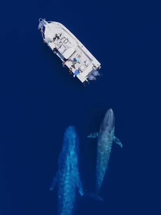 人类在蓝鲸面前实在太过渺小 野生动物零距离 动物科普 蓝鲸