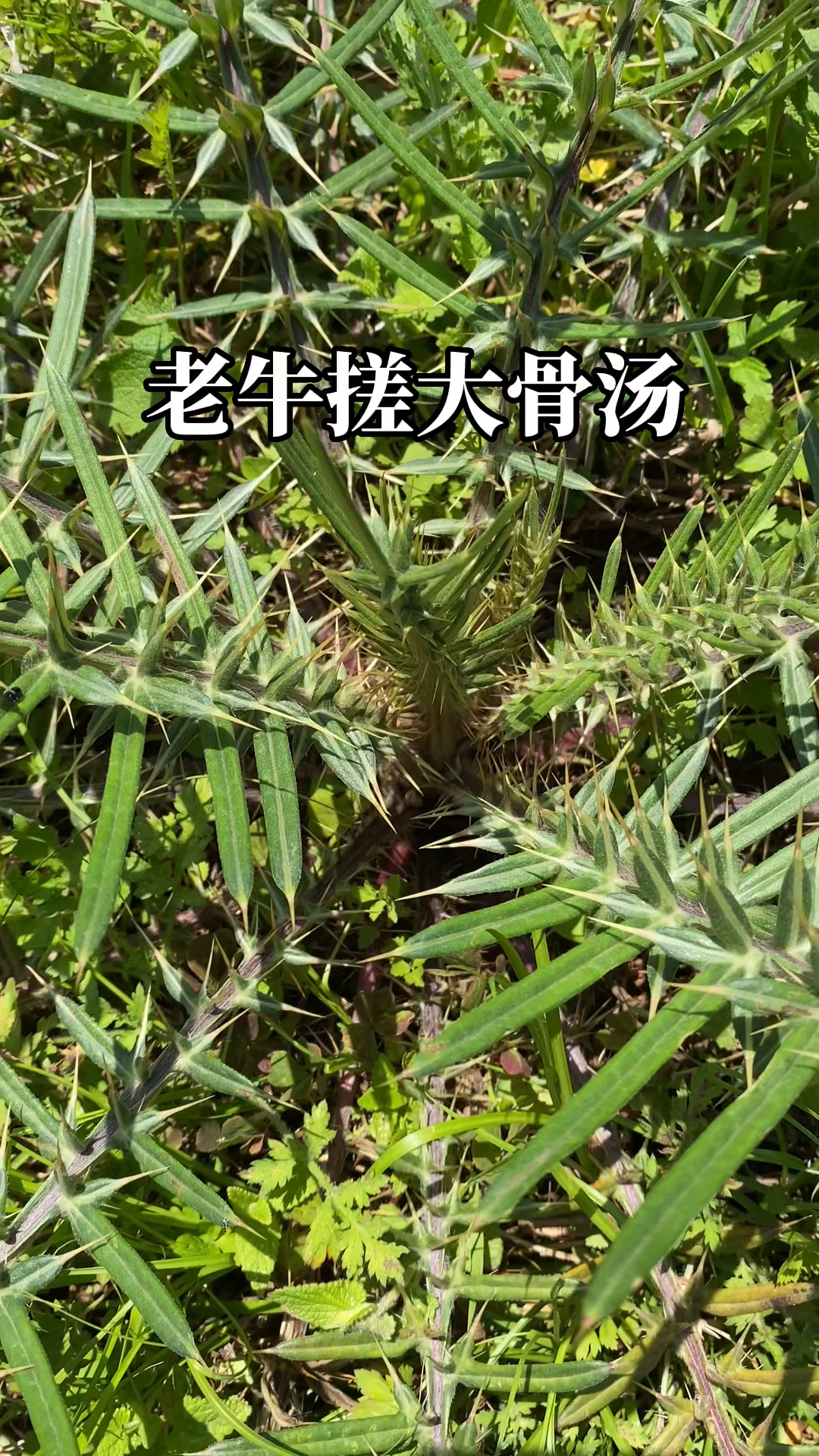 这种野菜炖汤,一锅都要吃光光!