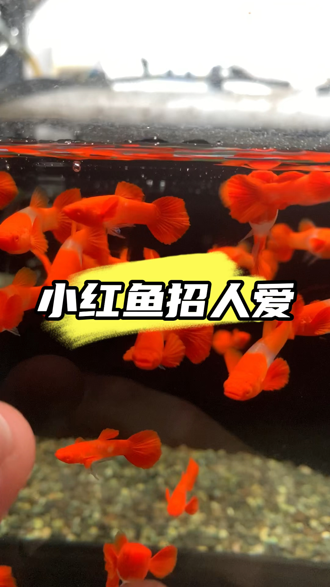 小红鱼之双分水鸿运当头孔雀鱼 #养鱼人 #孔雀鱼#水族 #养鱼日记 #观赏鱼