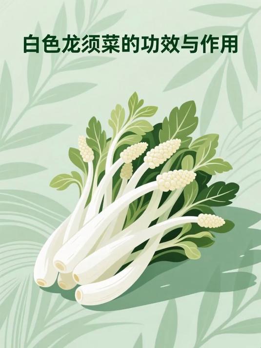 白色龙须菜的功效与作用