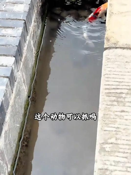 鲤鱼跃龙门可以抓吗？