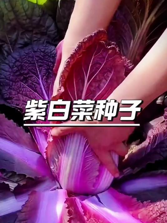 这颗紫白菜凭什么卖到几十元一斤?切开就懂了