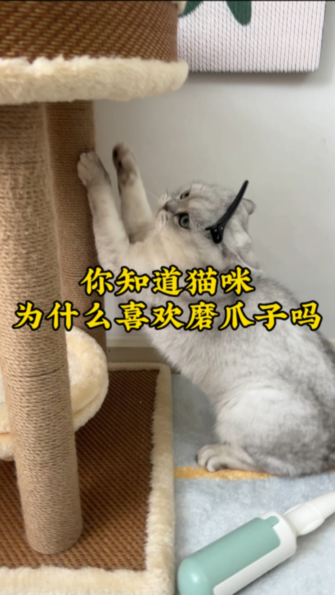 你知道猫咪为什么喜欢磨爪子吗?