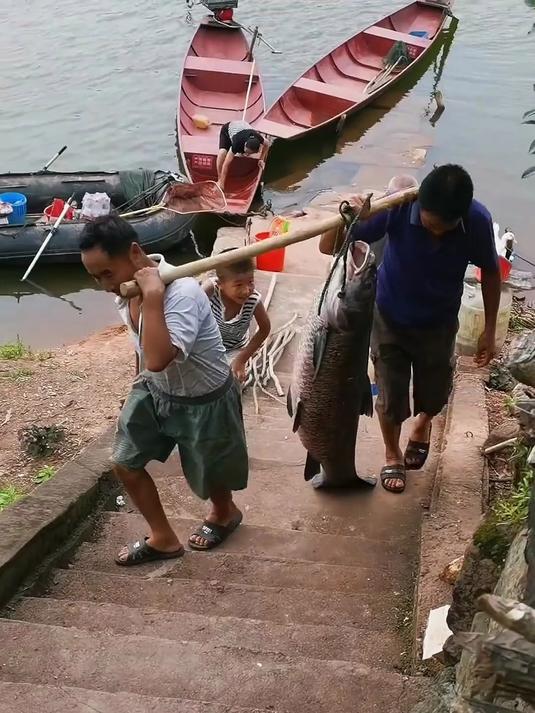 这是牛尾巴鱼能吃#趣味科普#