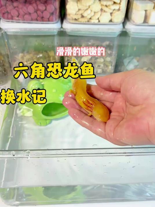 六角恐龙鱼换水记
