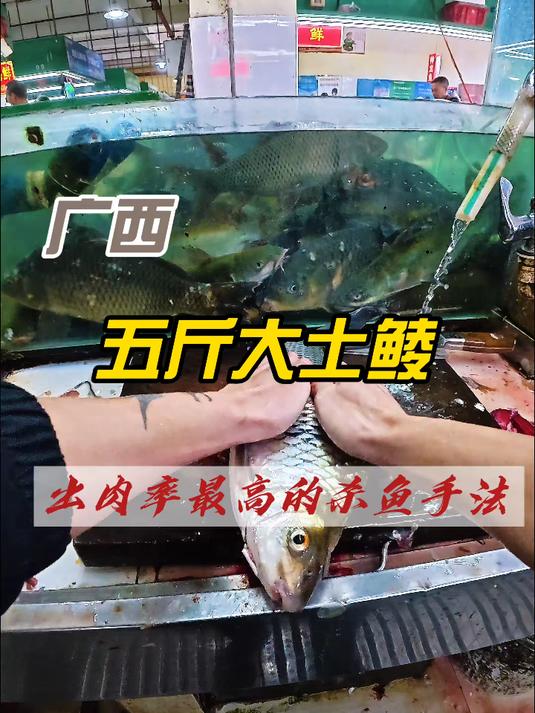 什么样的5斤半大土零收费一百五 #广西鱼生