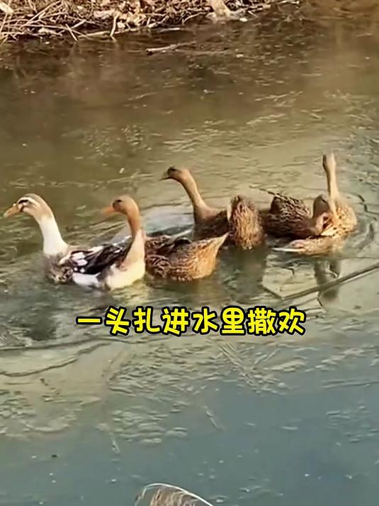 真实鸭子不怕冷的