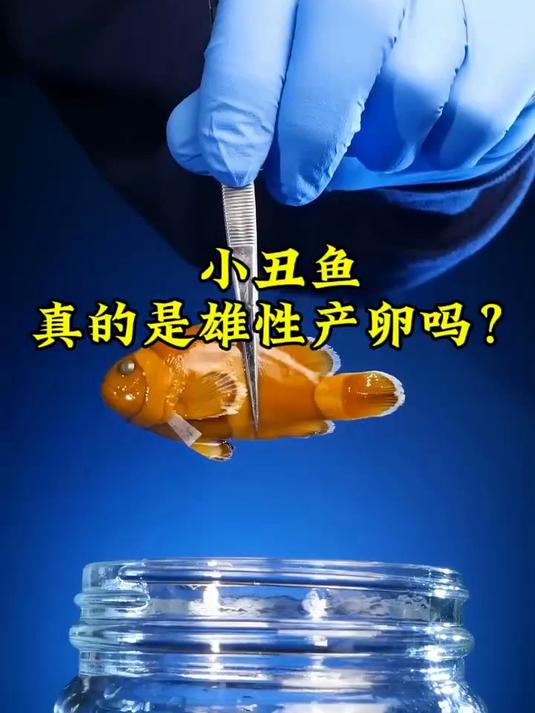 小丑鱼真的是雄性产卵吗 看到他们的关系真的复杂