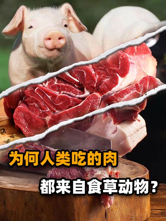 人类每年吃掉数百亿动物,几乎都是食草动物,为啥不吃食肉动物?